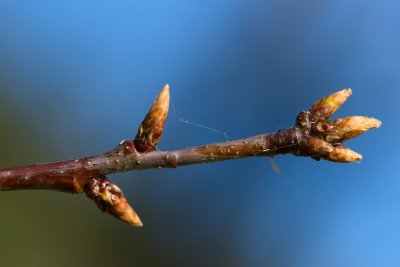 Quercus petraea 'Laciniata' - dub zimní, drnák - pupen
